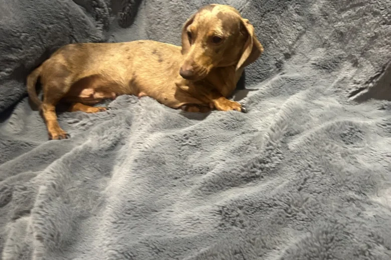 Dachshund (Miniature Smooth Haired)