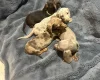 Dachshund (Miniature Smooth Haired)