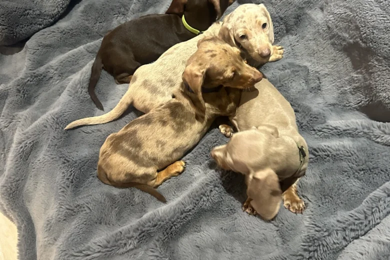 Dachshund (Miniature Smooth Haired)