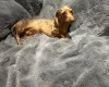 Dachshund (Miniature Smooth Haired)