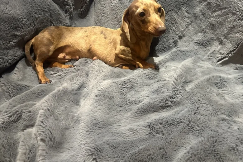 Dachshund (Miniature Smooth Haired)
