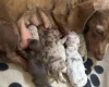 Dachshund (Miniature Smooth Haired)