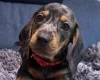Dachshund (Miniature Smooth Haired)