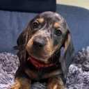Dachshund (Miniature Smooth Haired)