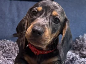 Dachshund (Miniature Smooth Haired)