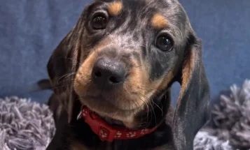 Dachshund (Miniature Smooth Haired)