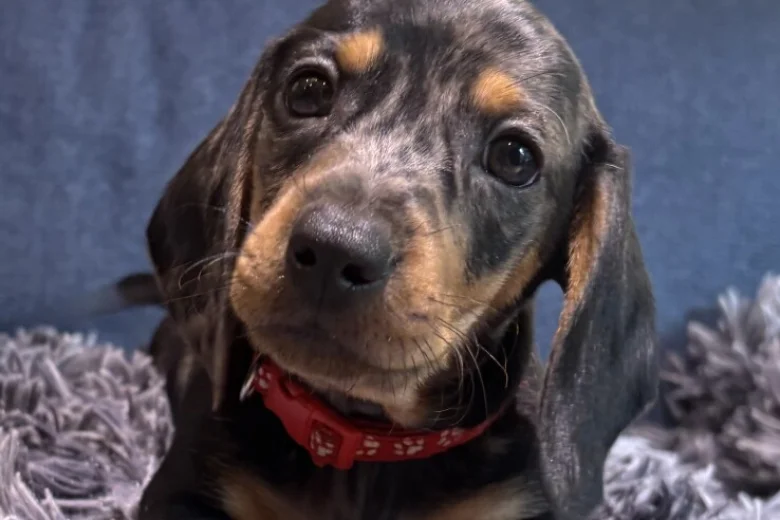 Dachshund (Miniature Smooth Haired)
