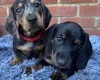Dachshund (Miniature Smooth Haired)