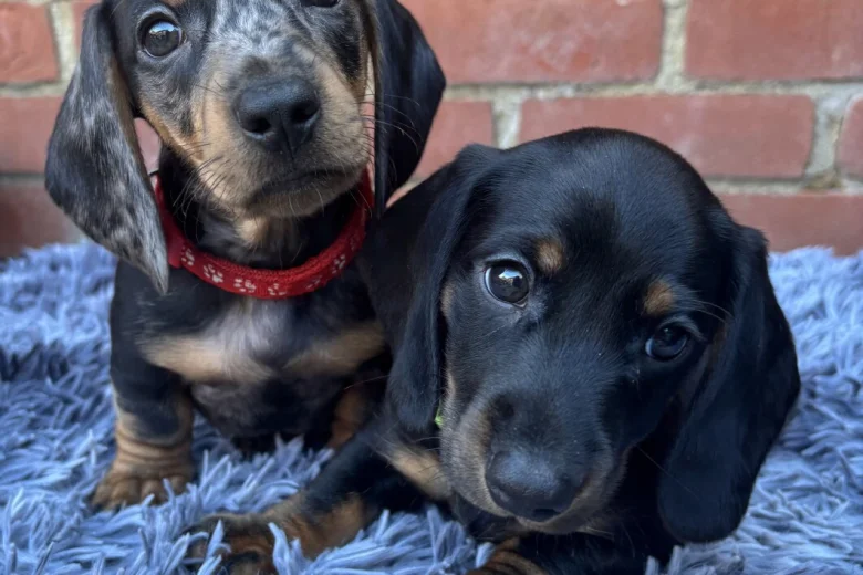 Dachshund (Miniature Smooth Haired)