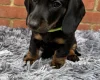 Dachshund (Miniature Smooth Haired)