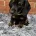 Dachshund (Miniature Smooth Haired)