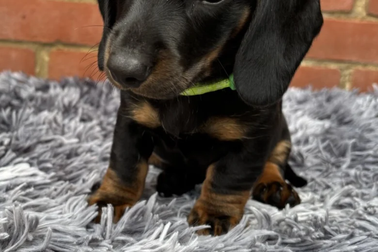 Dachshund (Miniature Smooth Haired)
