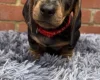 Dachshund (Miniature Smooth Haired)