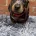 Dachshund (Miniature Smooth Haired)