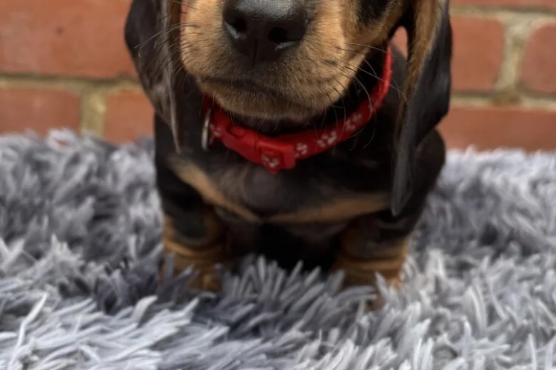 Dachshund (Miniature Smooth Haired)