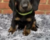 Dachshund (Miniature Smooth Haired)