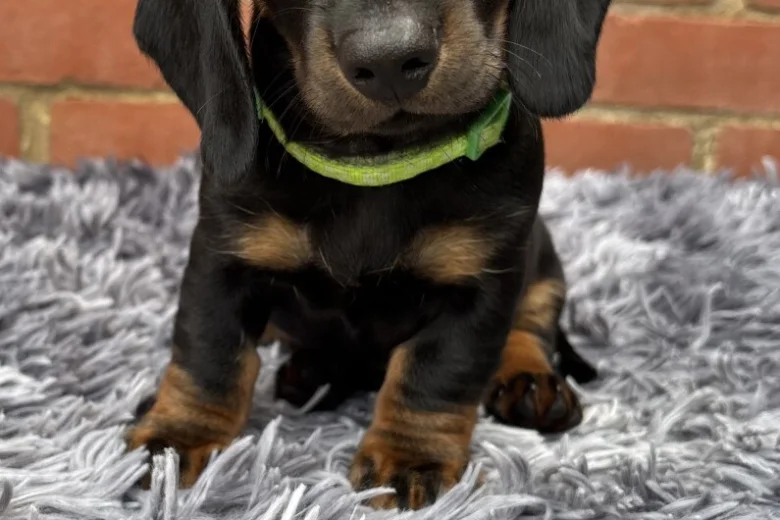 Dachshund (Miniature Smooth Haired)