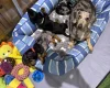 Dachshund (Miniature Smooth Haired)