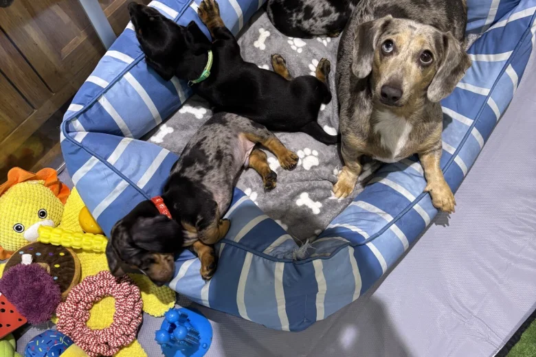 Dachshund (Miniature Smooth Haired)