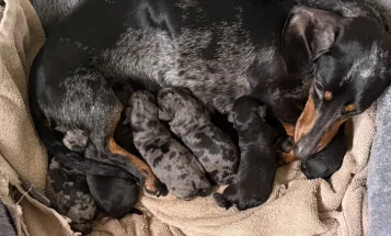 Doxipoo