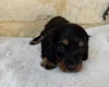 Dachshund (Miniature Long Haired)