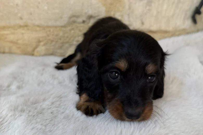 Dachshund (Miniature Long Haired)