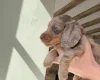 Dachshund (Miniature Long Haired)