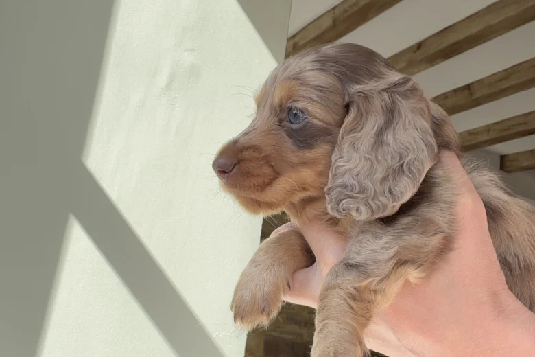 Dachshund (Miniature Long Haired)