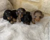 Dachshund (Miniature Long Haired)