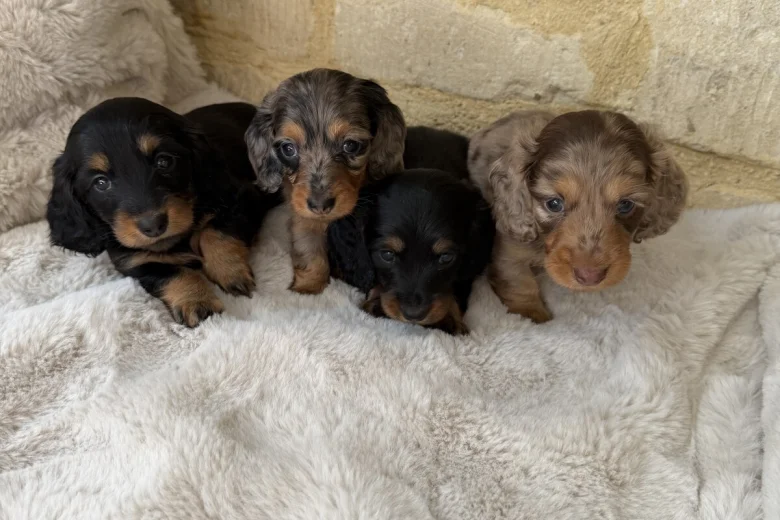 Dachshund (Miniature Long Haired)