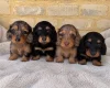 Dachshund (Miniature Long Haired)