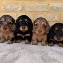 Dachshund (Miniature Long Haired)