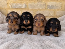Dachshund (Miniature Long Haired)