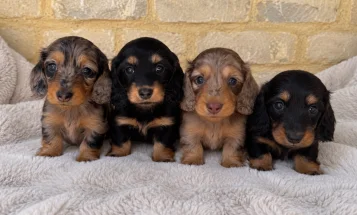 Dachshund (Miniature Long Haired)