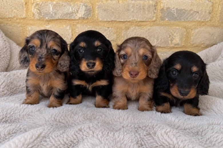 Dachshund (Miniature Long Haired)