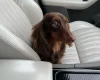 Dachshund (Miniature Long Haired)