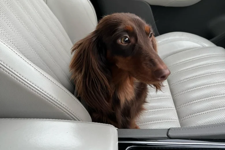 Dachshund (Miniature Long Haired)