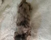 Dachshund (Miniature Long Haired)
