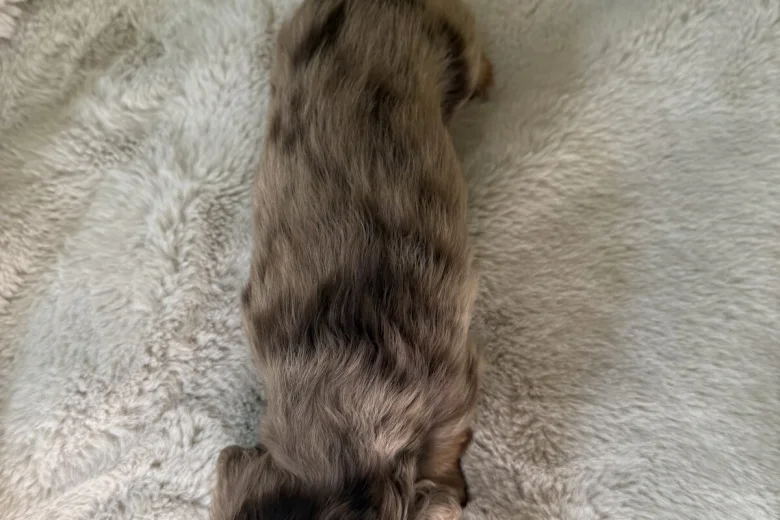 Dachshund (Miniature Long Haired)