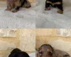 Dachshund (Miniature Long Haired)