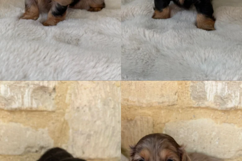 Dachshund (Miniature Long Haired)