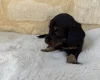 Dachshund (Miniature Long Haired)