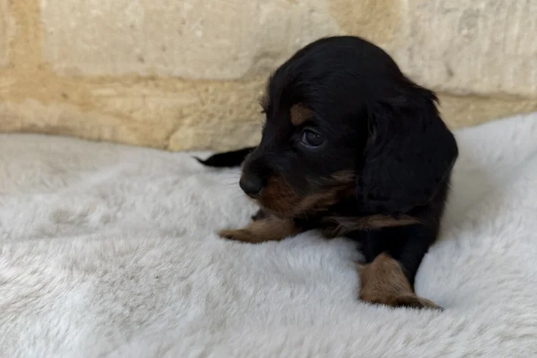 Dachshund (Miniature Long Haired)