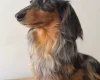 Dachshund (Miniature Long Haired)