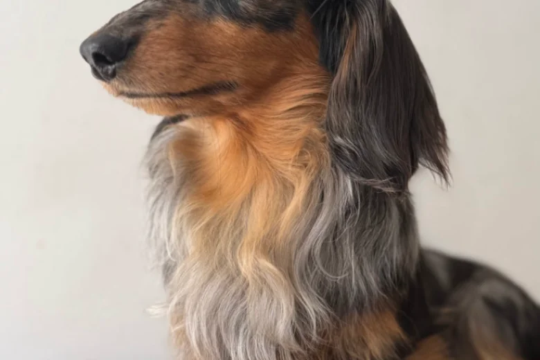 Dachshund (Miniature Long Haired)