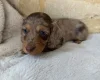 Dachshund (Miniature Long Haired)