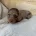 Dachshund (Miniature Long Haired)