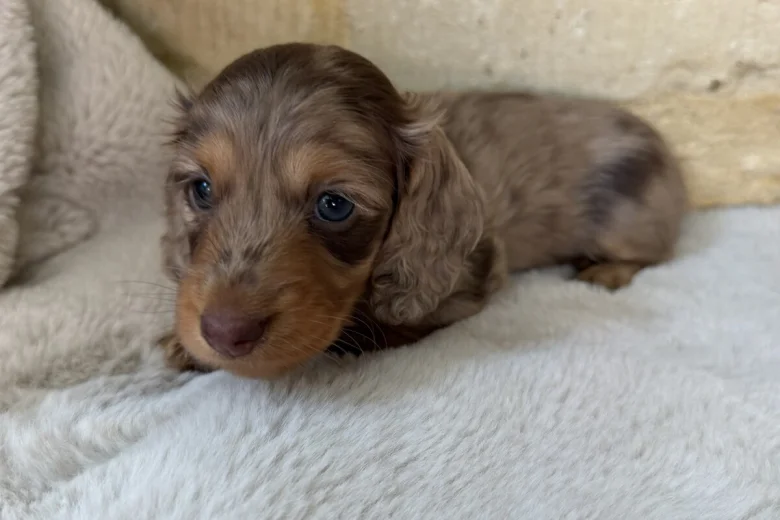 Dachshund (Miniature Long Haired)