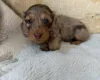 Dachshund (Miniature Long Haired)