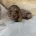 Dachshund (Miniature Long Haired)